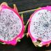 Kaktusi: Reznice Dragon fruit,  zmajevo voce, slika4